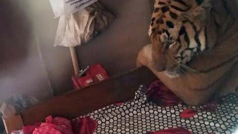 Der indische Tiger flüchtete vor den Monsun-Überschwemmungen in ein Haus - und legte sich dort kurzerhand ins Bett. Foto: Wildlife Trust of India