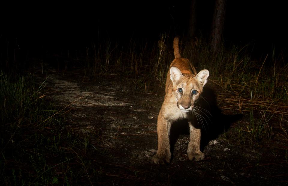 A young Florida panther tripped a camera trap at the Corkscrew Regional Ecosystem Watershed set up by a News-Press photographer. The photo was taken Jan. 6, 2018.