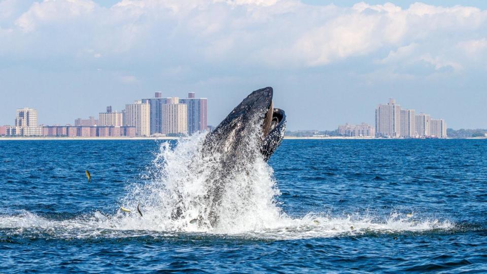 PHOTO: A humpback whale feeds off NYC's Rockaway Peninsula with Rockaway Beach in the background, Sept. 4, 2014, in New York City.  (Artie Raslich/Getty Images)