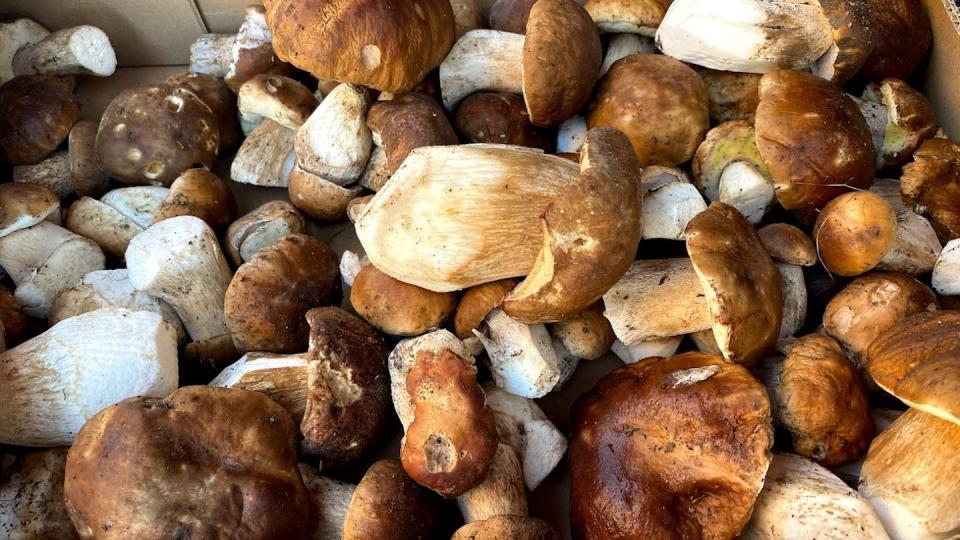 Zamoranitos de tabara o boletus de jara. Pablo Martín-Pinto