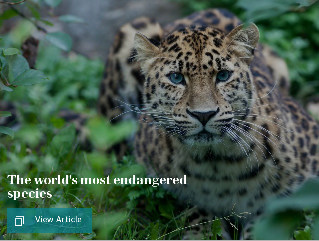 The world's most endangered species