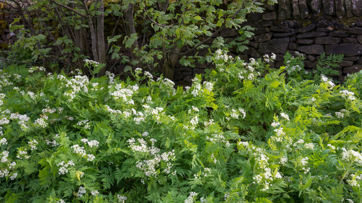  Sweet cicely in shade of forest garden . 