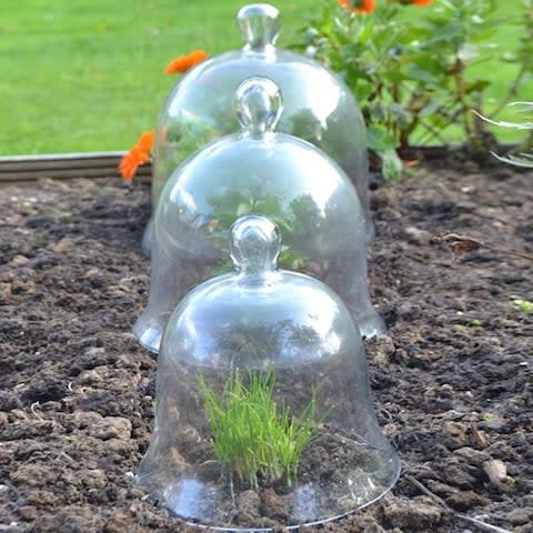 Access Garden Set of 3 Glass Victorian Bell Cloches ​ - Credit: Internet Gardener