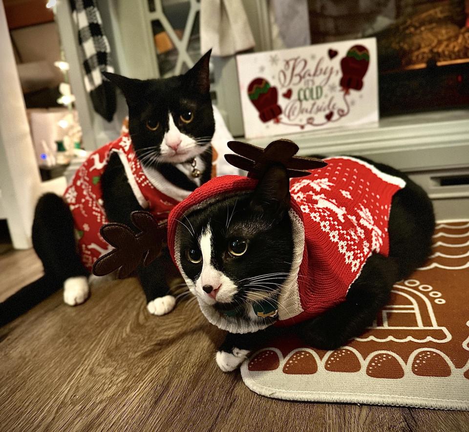 Win Fowlks' kitties, Muffins, left, and Jude Paw, right, do their part to spread the Christmas spirit.