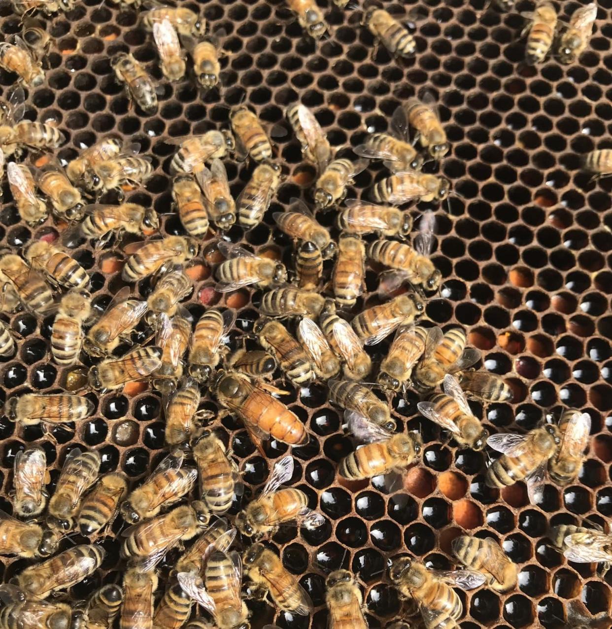 Honey bees in Port Republic, Virginia. Can you find the queen?