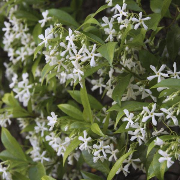 10) Pinwheel Jasmine