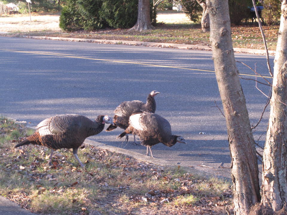 This Nov. 13, 2019 photo shows wild turkeys walking in a roadway in Toms River, N.J. | Wayne Parry—AP