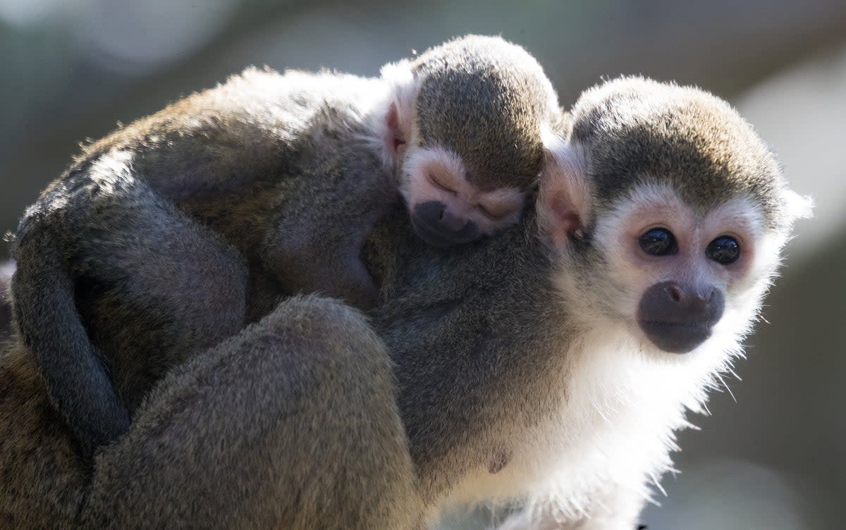 Primates live in a wide range of tropical, subtropical and temperate forests, and woodlands (Andrew Matthews/PA) (PA Archive)