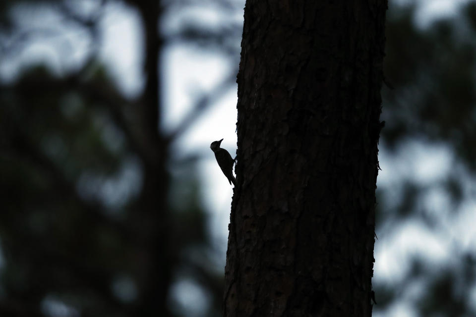 A red-cockaded woodpecker prepares to enter its roosting cavity for the night in a long leaf pine forest in Southern Pines, N.C., on Tuesday, July 30, 2019. The woodpecker was one of the first birds protected under the Endangered Species Act of 1973. (AP Photo/Robert F. Bukaty)