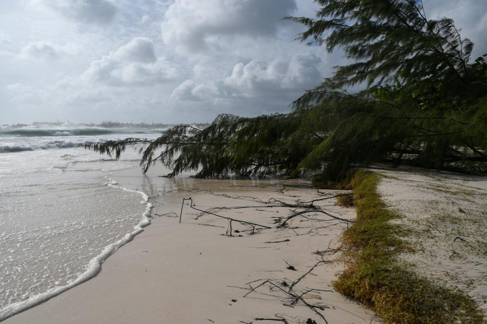 A fallen tree lays on the Browns Beach after after the passage of Hurricane Beryl in Saint Michael, Christ Church, Barbados, on July 1, 2024.