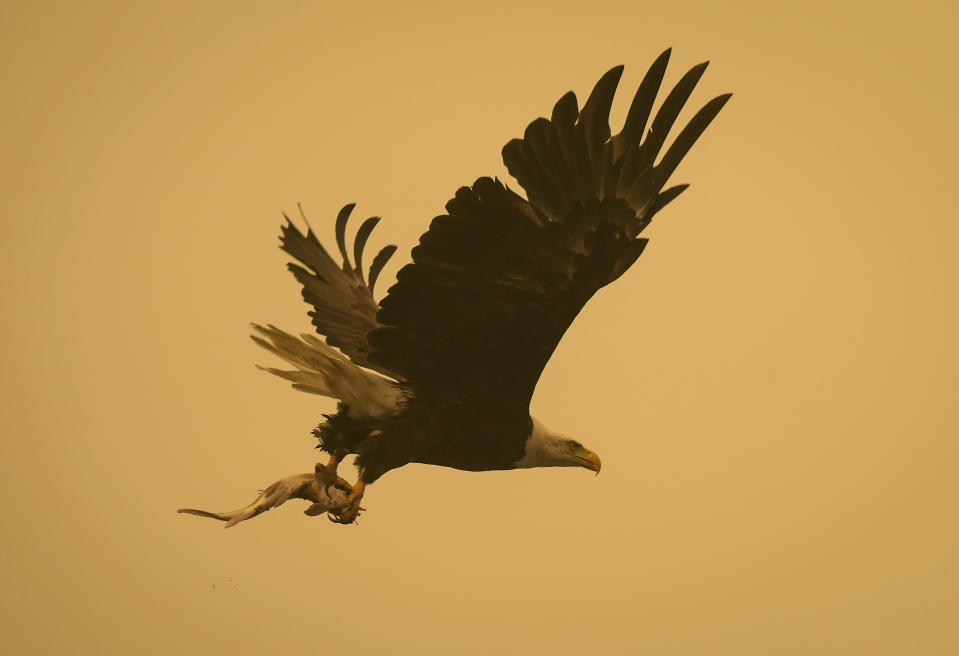 Smoke from wildfires burning in the area fills the air as a bald eagle carries a fish in Blind Bay, British Columbia, Saturday, Aug. 19, 2023. (Darryl Dyck/The Canadian Press via AP)
