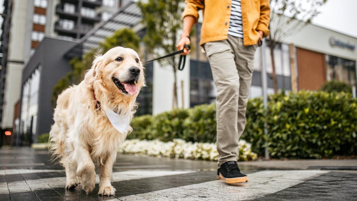  Young man walking his dog with a leash, crossing the street on a zebra crosswalk. 