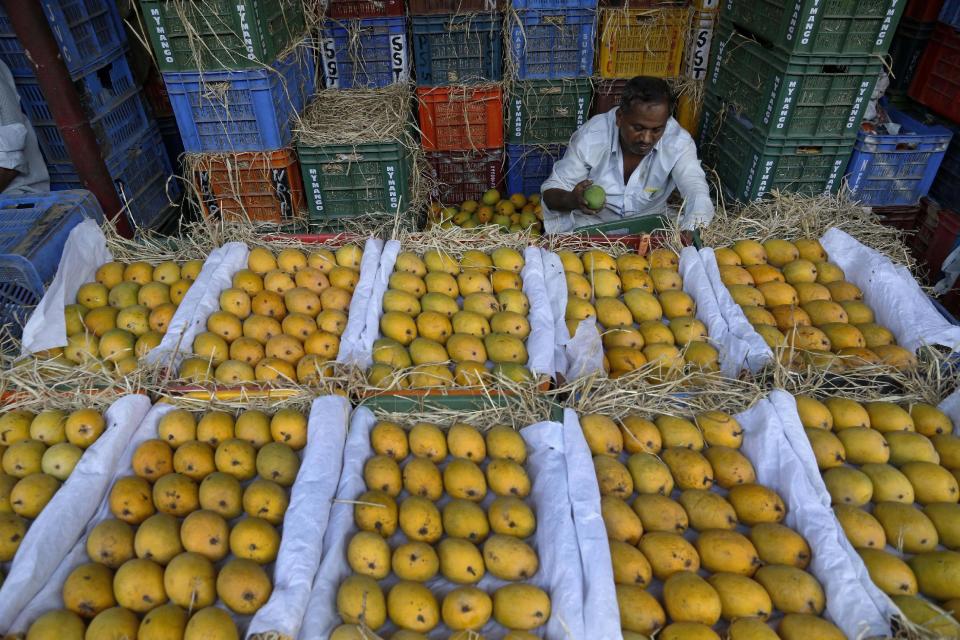 In this Tuesday, May 6, 2014 photo, an Indian vendor works as Alphonso mangoes are displayed at a whole sale market in Mumbai, India. Starting May 1, the EU banned imports of Indian mangoes including the Alphonso, considered the king of all the mango varieties available in South Asia. The ban was implemented because a large number of shipments were contaminated with fruit flies. (AP Photo/Rajanish Kakade)