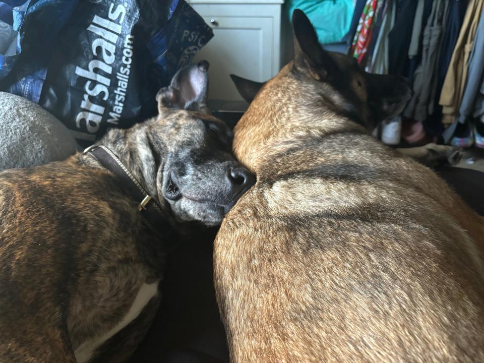 Trending Reporter Julia Gomez's dogs, Teddy, left, and Lola, right cuddling after a very eventful day.