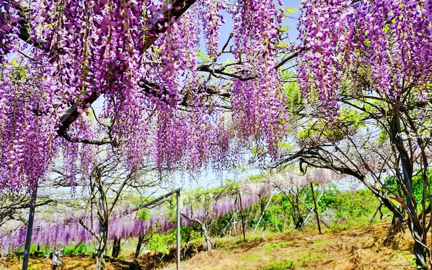 日本九州大分縣｜宇佐市 千財農園