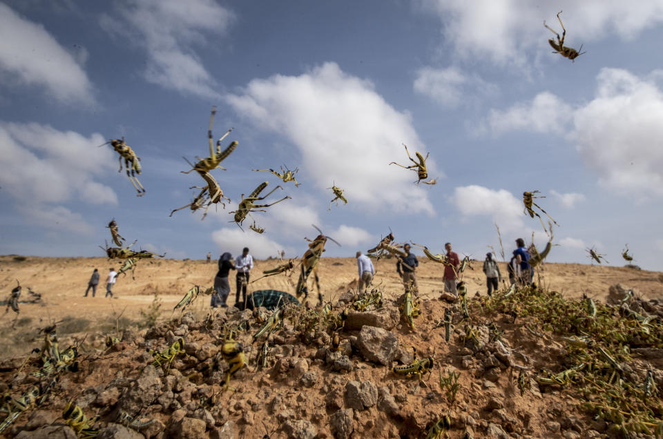 In this photo taken Wednesday, Feb. 5, 2020, young desert locusts that have not yet grown wings jump in the air as they are approached, as a visiting delegation from the Food and Agriculture Organization (FAO) observes them, in the desert near Garowe, in the semi-autonomous Puntland region of Somalia. The desert locusts in this arid patch of northern Somalia look less ominous than the billion-member swarms infesting East Africa, but the hopping young locusts are the next wave in the outbreak that threatens more than 10 million people across the region with a severe hunger crisis. (AP Photo/Ben Curtis)