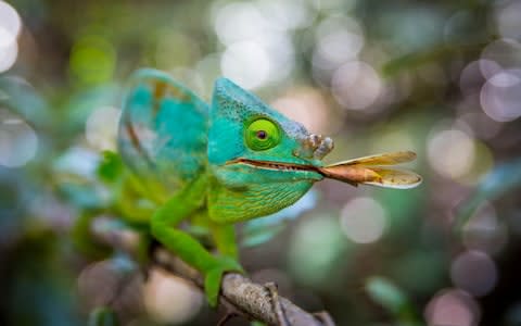 Half the world's chameleons live here - Credit: BBC/Silverback Films/Huw Cordey