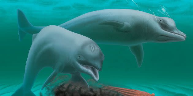 Une drôle d’espèce de dauphins