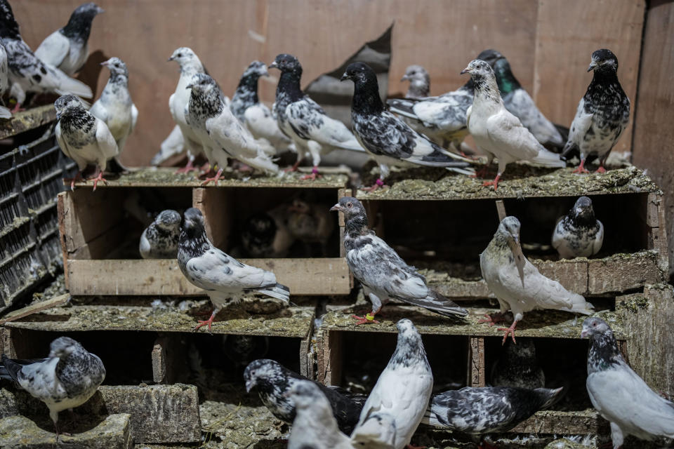 Pigeons are seen inside a residential building in Srinagar, Indian controlled Kashmir, June 11, 2022. The centuries-old tradition of pigeon keeping has remained ingrained to life in the old quarters of Srinagar where flocks of pigeons on rooftops, in the courtyards of mosques and shrines and around marketplaces are a common sight. Many of these are domesticated, raised by one of the thousands of pigeon keepers there. (AP Photo/Mukhtar Khan)