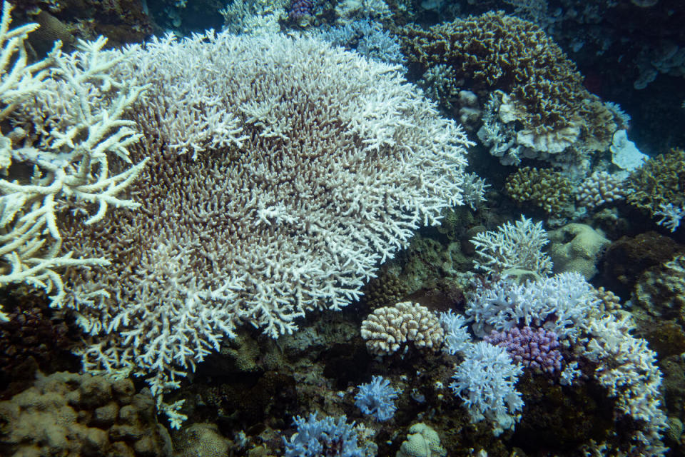 綠色和平於2020年夏季，針對臺灣離島珊瑚礁的白化情形進行觀測和記錄，可見氣候變遷導致的海水溫度上升已對生態造成影響。