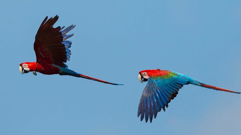 Fueron liberados cinco guacamayos rojos en la zona de los Esteros del Iberá