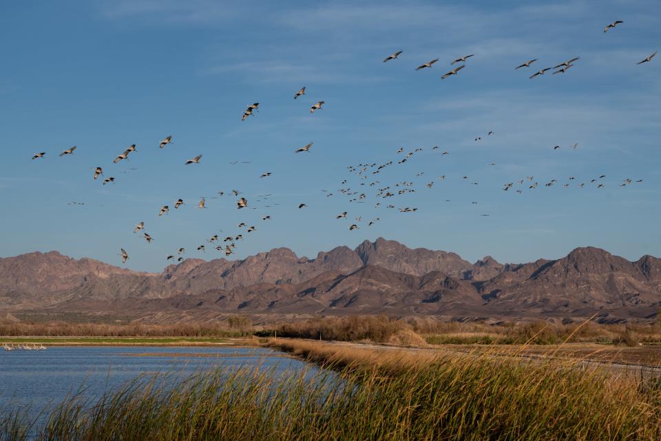 Sandhill cranes land on Feb. 16, 2023, at Cibola National Wildlife Refuge, Ariz.