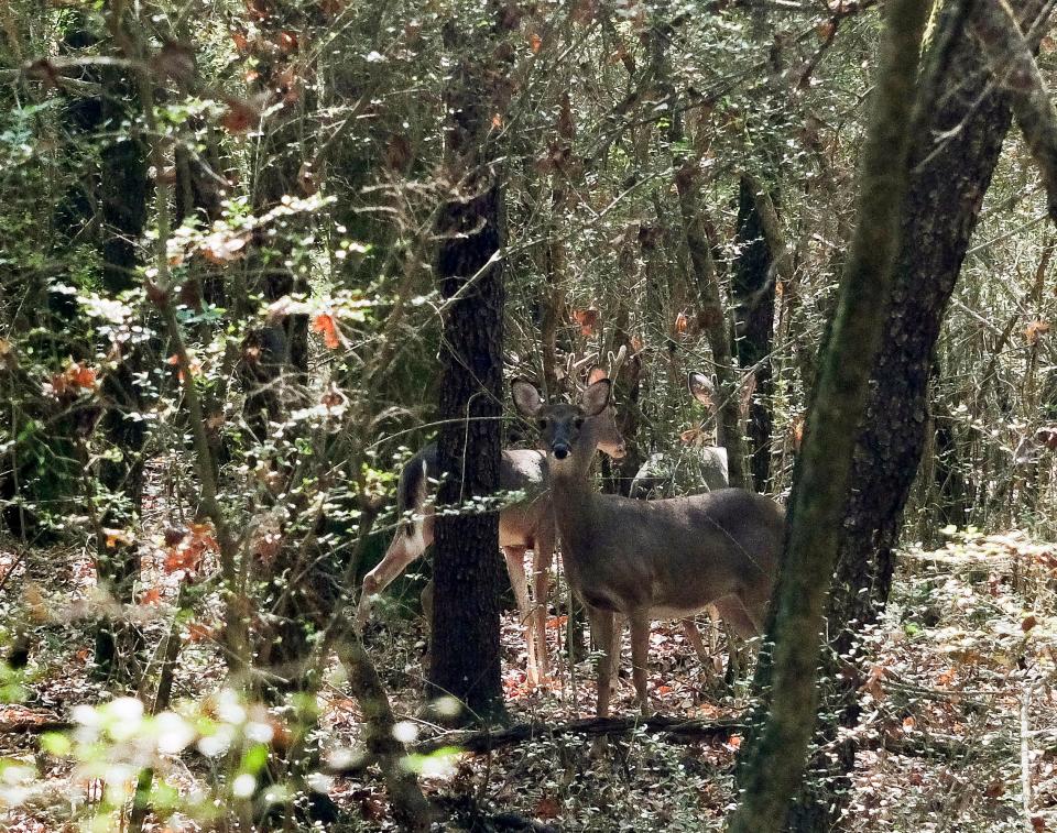 There are at least three deer in this photo taken in Sokol Park, including one young buck.