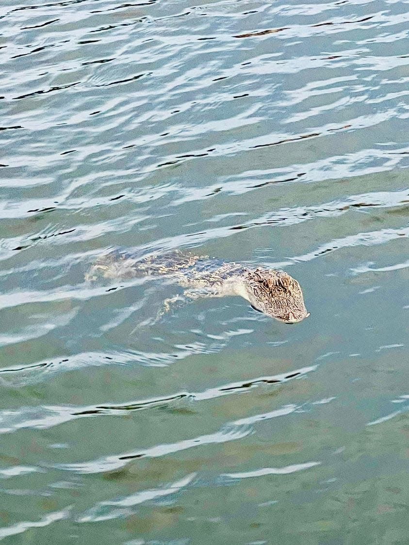 An alligator hangs around the Seventh Street canal in Surf City.