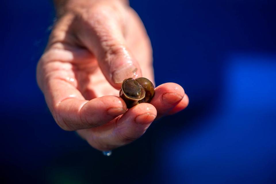 Andy Wood, a biologist, shows off a Magnificent Ramshorn snail at his snail refuge in Hampstead. Wood took the Magnificent Ramshorn into captivity in the early 1990s. He has maintained a population of the snails, which have been believed to be gone from the wild for at least two decades, ever since.