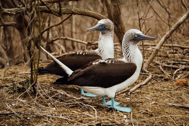 <p>Rose Marie Cromwell</p> blue-footed boobies on the Isla de la Plata.