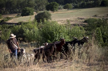 Manfred, a member of the group of 22 people, newly settled in the village of Odrintsi, Bulgaria, walks with a herd of goats, August 10, 2015. REUTERS/Stoyan Nenov