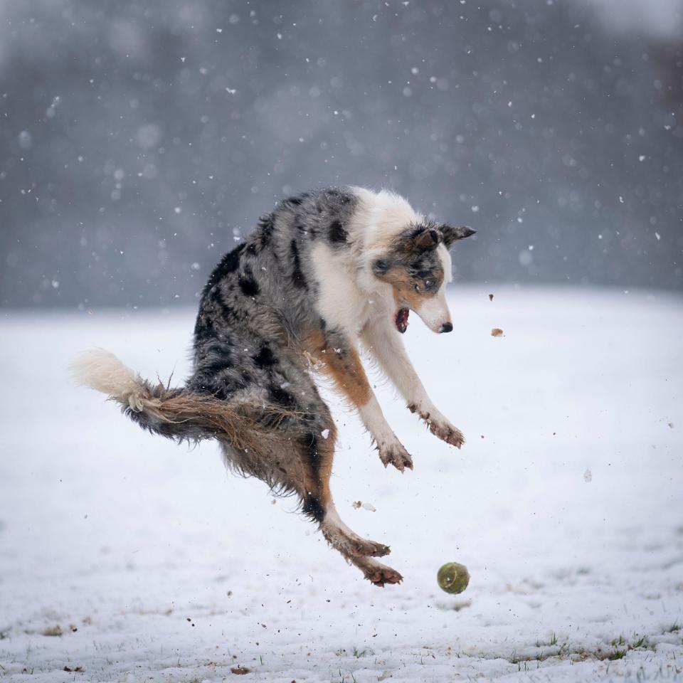 A dog plays with a ball in the snow.