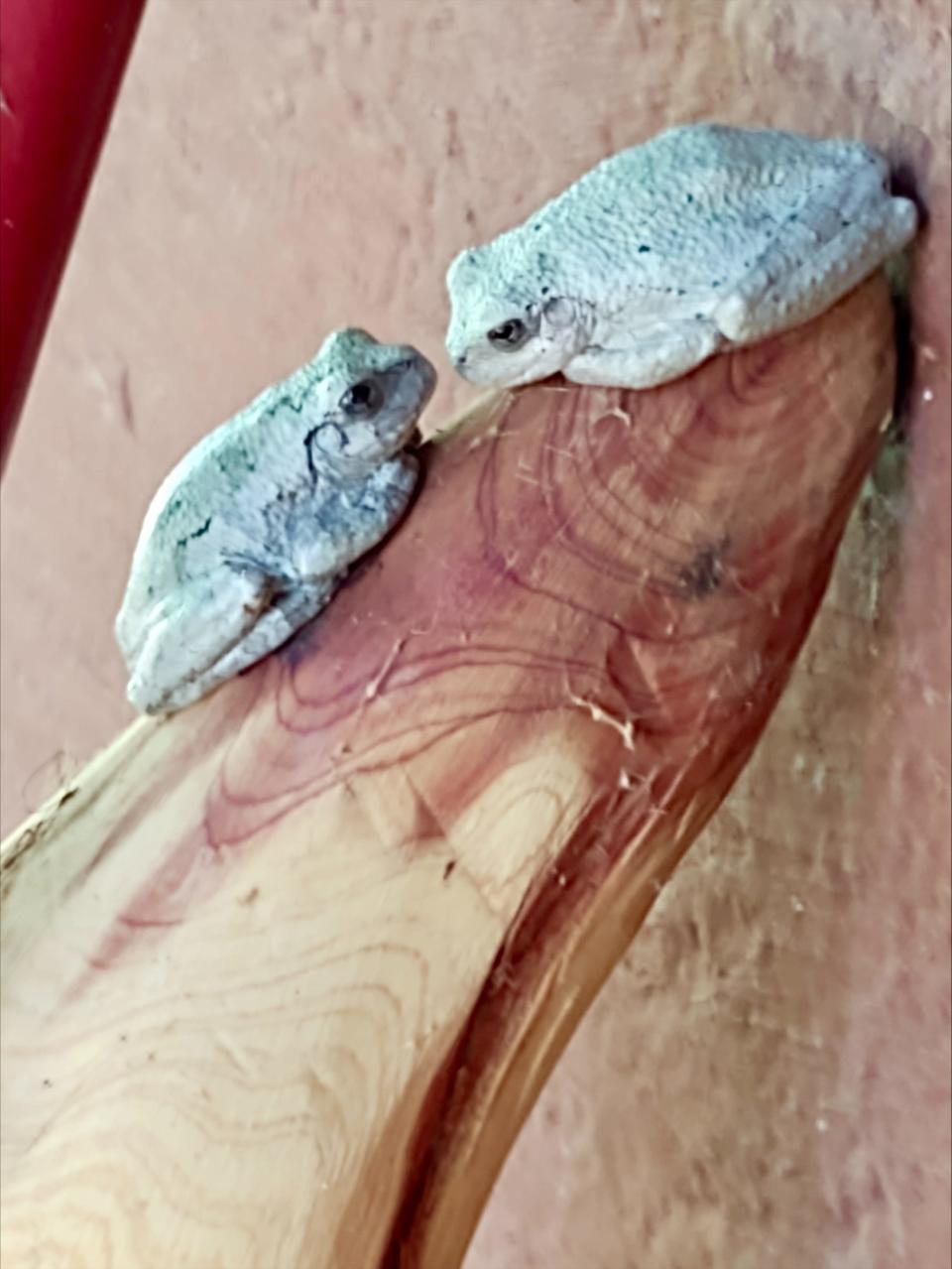 Two gray tree frogs await their dinner ... moths attracted to a nighttime porch light.