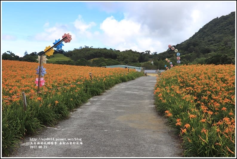 赤柯山金針花季-2017-08-17.jpg