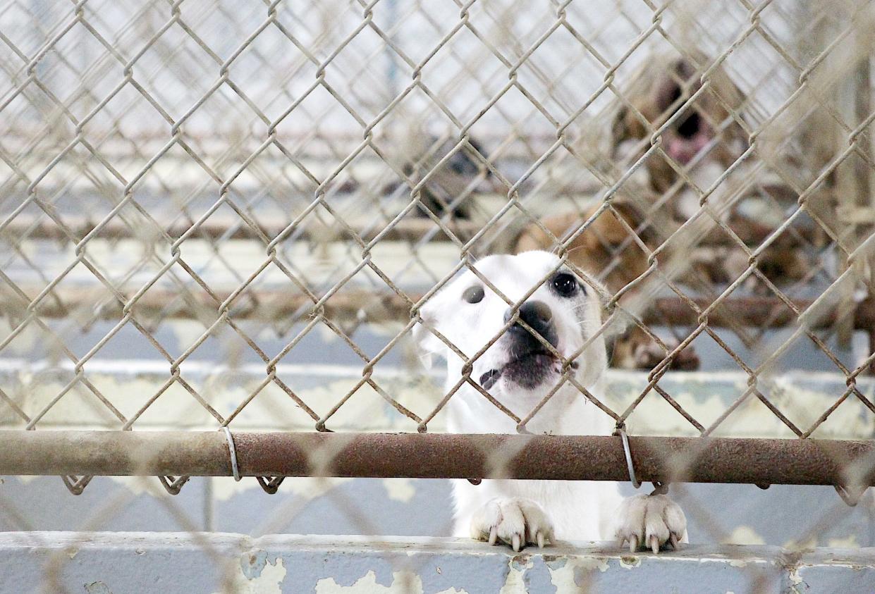 White River Humane Society "residents" look over their partitions at a visitor with a camera. Because dogs are territorial, seeing each other in this way creates stress. A new shelter will have enclosures that give the dogs more privacy.