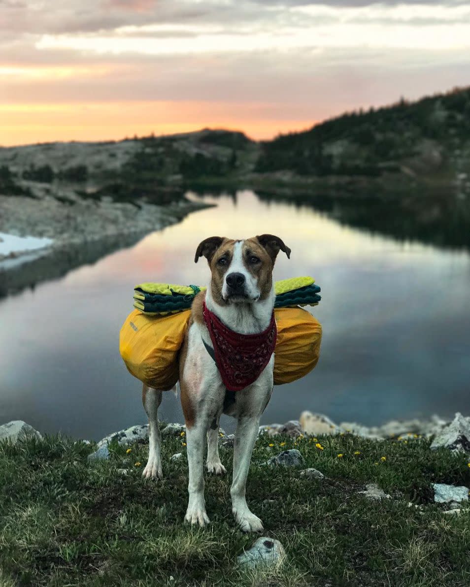 Henry looking majestic in Wyoming. (Photo: <a href="https://www.instagram.com/henrythecoloradodog/" target="_blank">@henrythecoloradodog</a>)