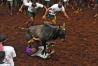 A villager is pinned down by a bull during a bull-taming festival on the outskirts of Madurai town, about 500 km (310 miles) from the southern Indian city of Chennai January 16, 2014. The annual festival is part of south India's harvest festival of Pongal. REUTERS/Babu (INDIA - Tags: SOCIETY ANNIVERSARY ANIMALS TPX IMAGES OF THE DAY)