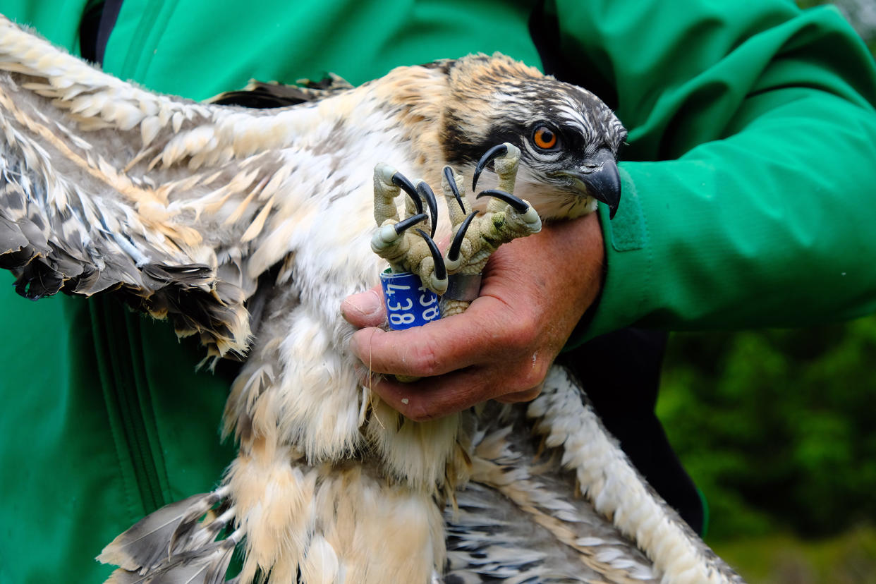 One of Mr and Mrs YA’s four latest chicks (Forestry England/PA)