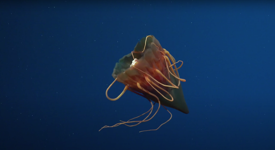 An otherworldly sea creature floating through the dark depths of the Pacific Ocean.