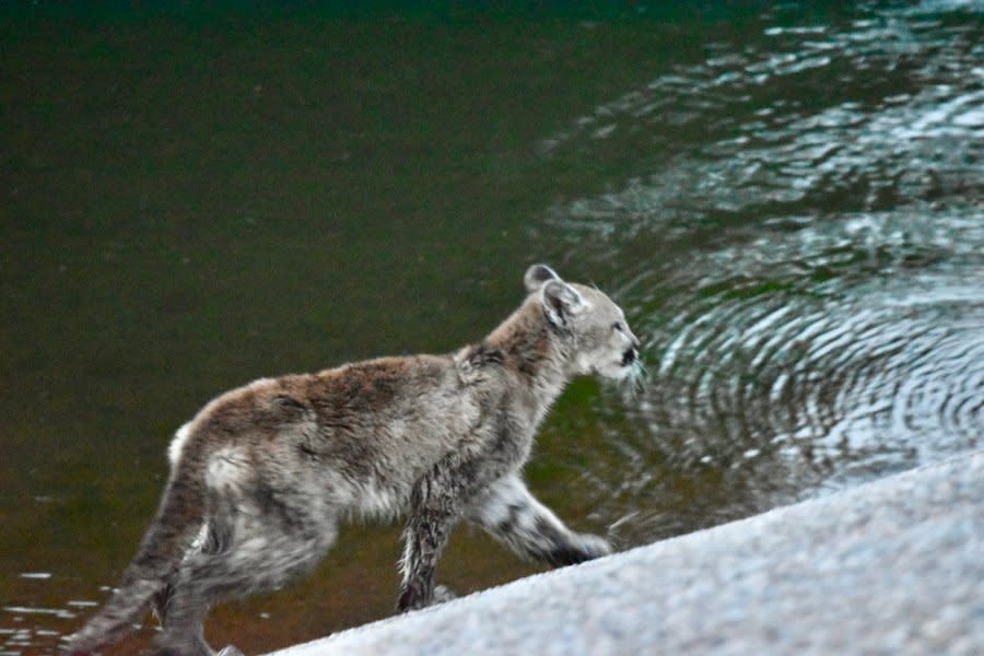 This mountain lion held onto the rope until it got to the top of the spillway barrier, then ran away.