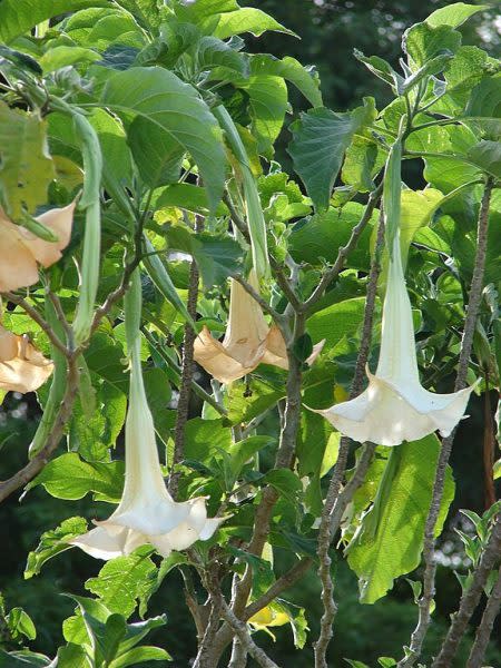 La médica tradicional advierte sobre la alta toxicidad del floripondio.