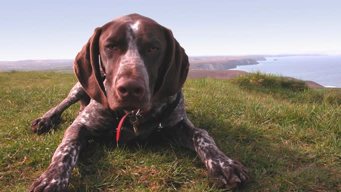 32 of the best outdoor dog breeds