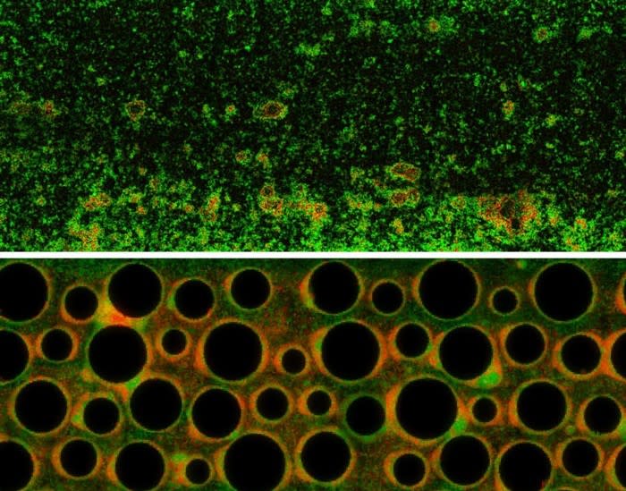 Inserting obstructions to simulate a porous environment creates much more complex flow conditions, leading to a more balanced growth of two strains of <em>Pseudomonas aeruginosa</em>. (Carey D. Nadell / Deirdre Ricaurte / Jing Yan / Knut Drescher / Bonnie L. Bassler / eLife)