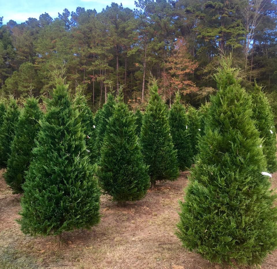 Mississippi: Timberhill Christmas Tree Farm, Chatawa