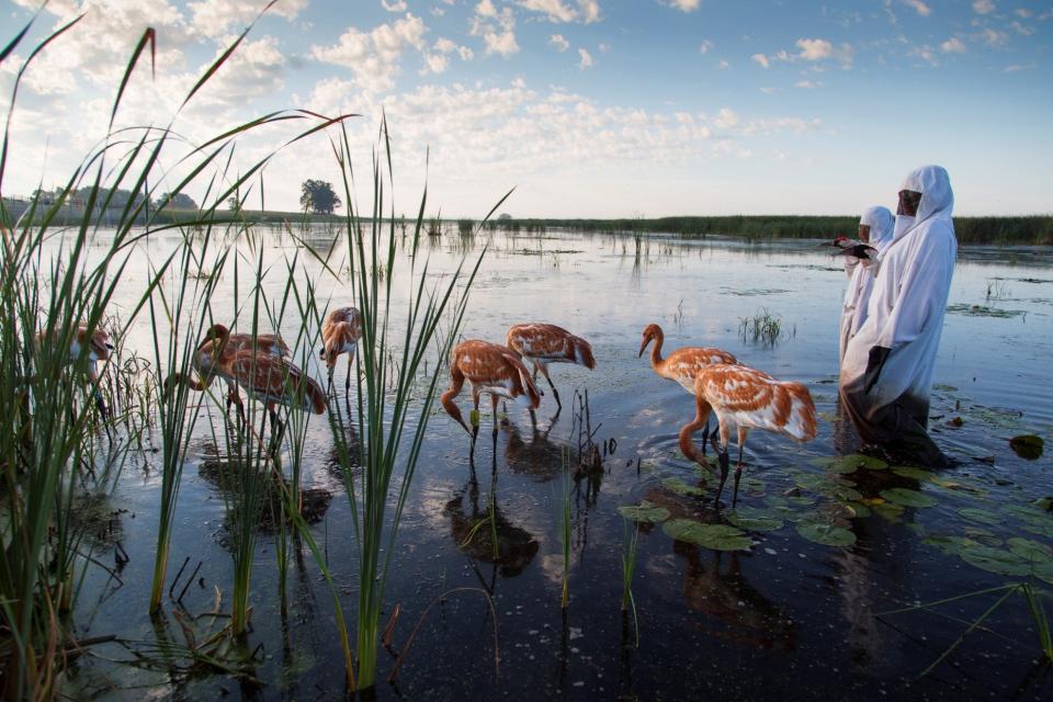 International Crane Foundation staff members accompany captive-reared juvenile whooping cranes as the birds feed in a wetland. The ICF members wear costumes to prevent the birds from imprinting on humans.