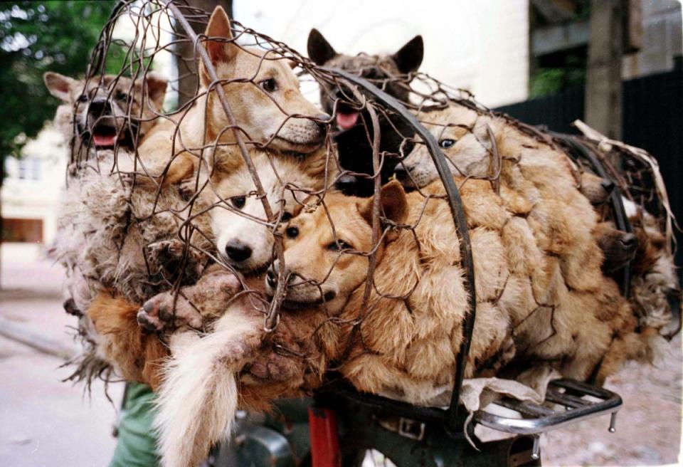 China Dog Meat Festival: Protests Begin as 10,000 Sign Petition Banning Yulin Feast