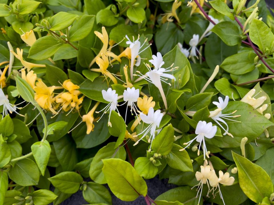 lonicera japonica plant in bloom, japanese honeysuckle and golden and silver honeysuckle,