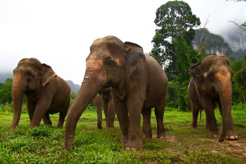 Elephants at Khao Sok National Park - Credit: IAN LLOYD NEUBAUER