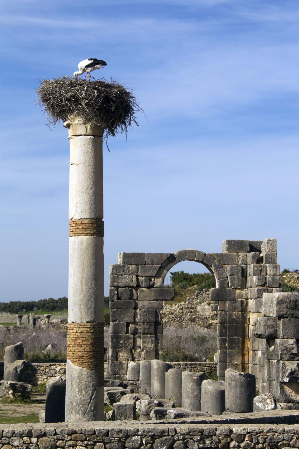 In this Thursday, March 8, 2012 photo, a stork nests on top of a pillar at the Basilica, the main administrative building of Volubilis, Morocco's premier Roman ruin near Meknes, Morocco. (AP Photo/Abdeljalil Bounhar)