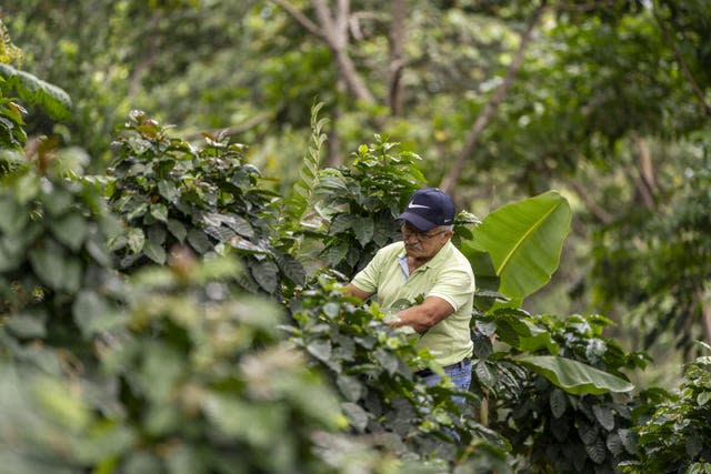 Colombian coffee production